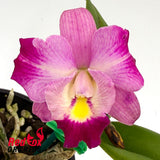 Cattleya Mem. Jerome Schultz 'Bette' x Dal's Good One 'Janelle'