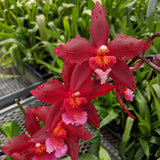 Wilsonara Aloha Kapoho