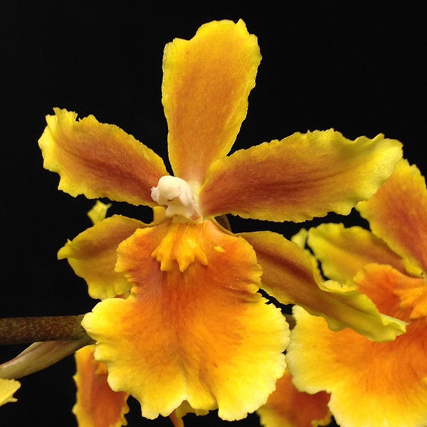 Burrageara Brazilian Sun 'Samba'