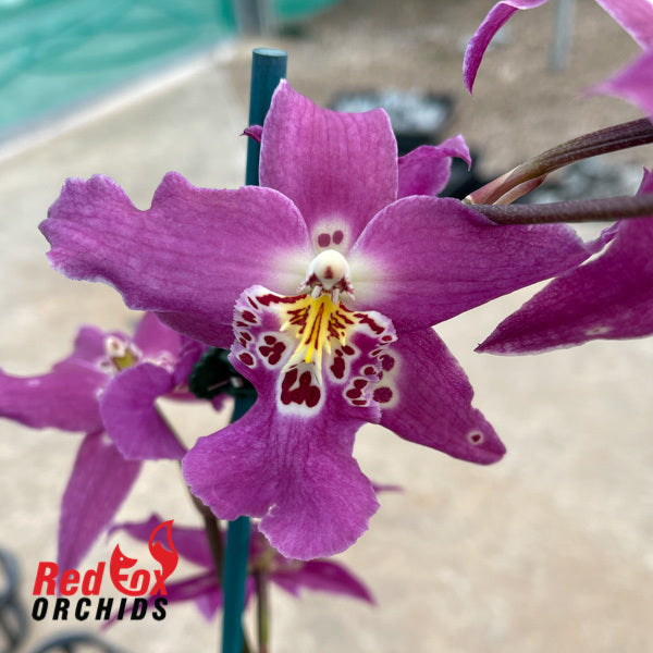 Degarmoara Steve's Dream 'Lavender Lace'