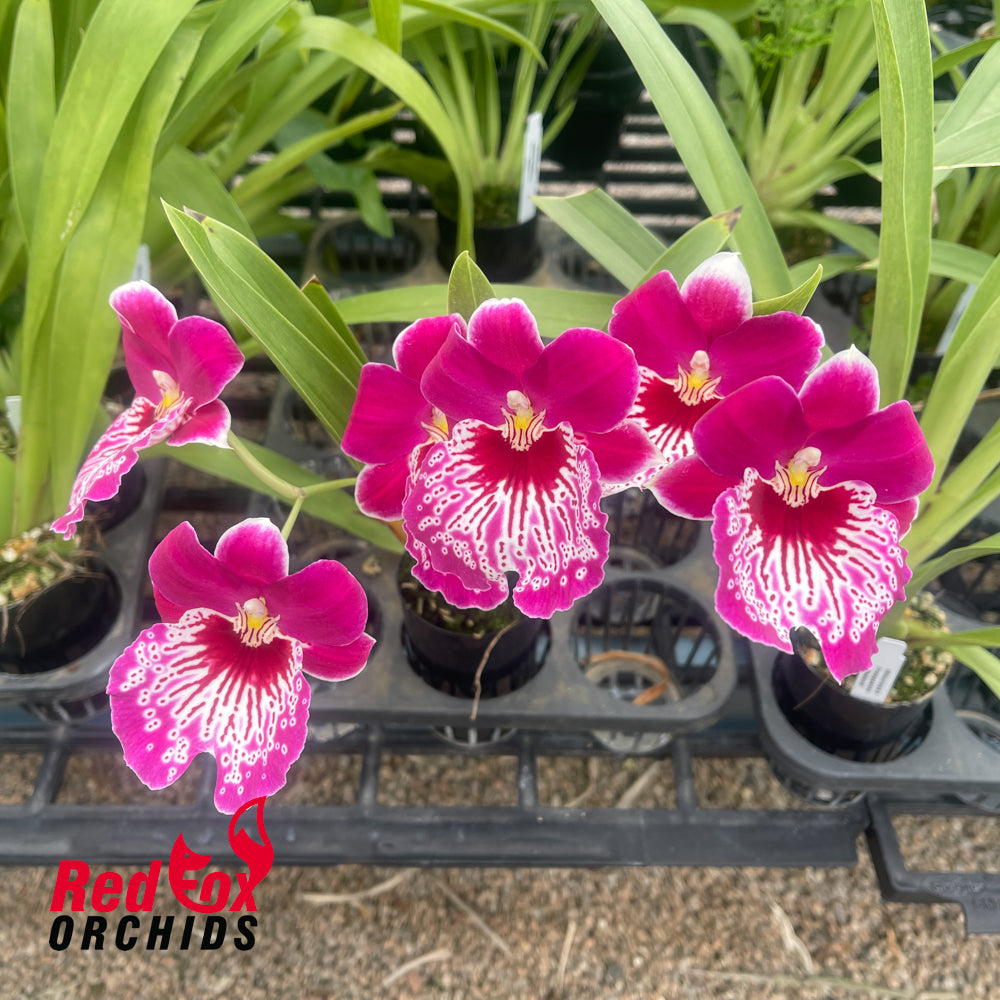 Miltoniopsis Morris Chestnut 'H171'