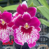 Miltoniopsis Morris Chestnut 'H171'