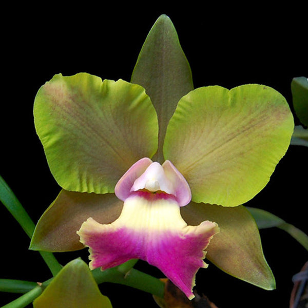 Laeliocattleya Crownfield 'Mendenhall'