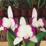 Brassolaeliocattleya Haw Yuan Angel 'Small Beauty'