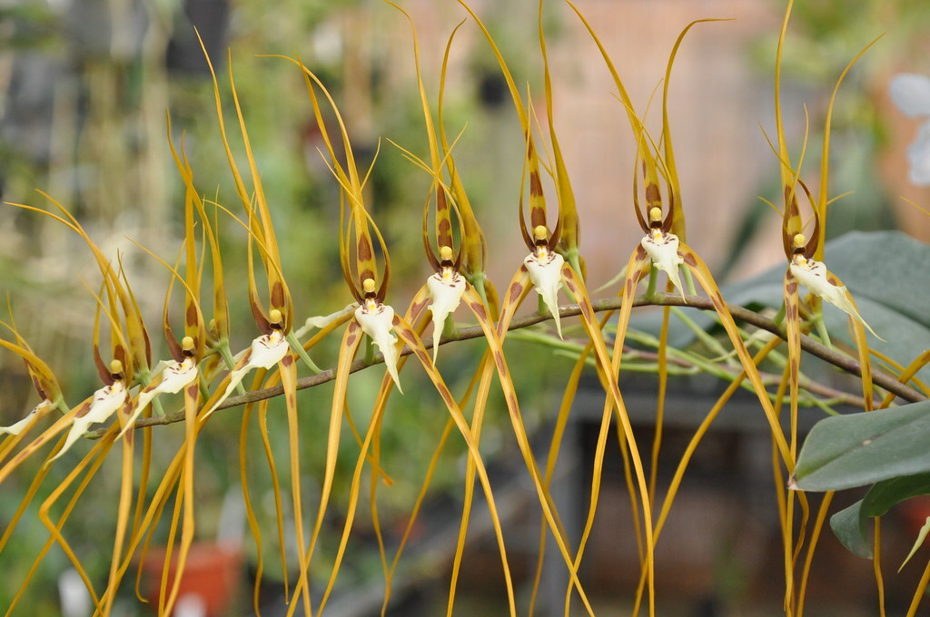 Brassia longissima