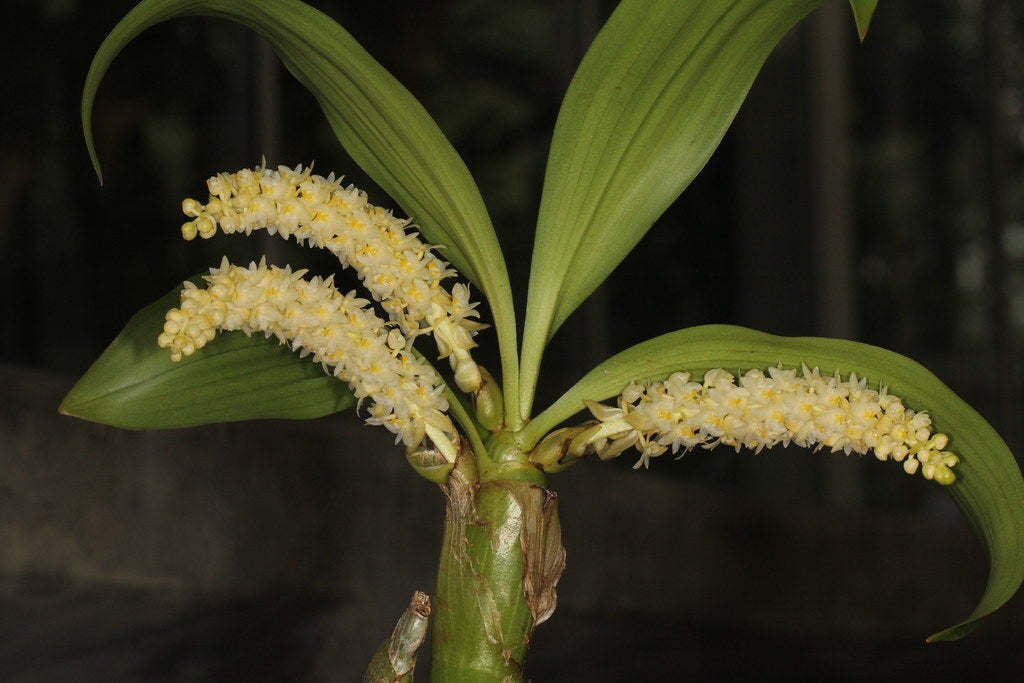 Eria spicata