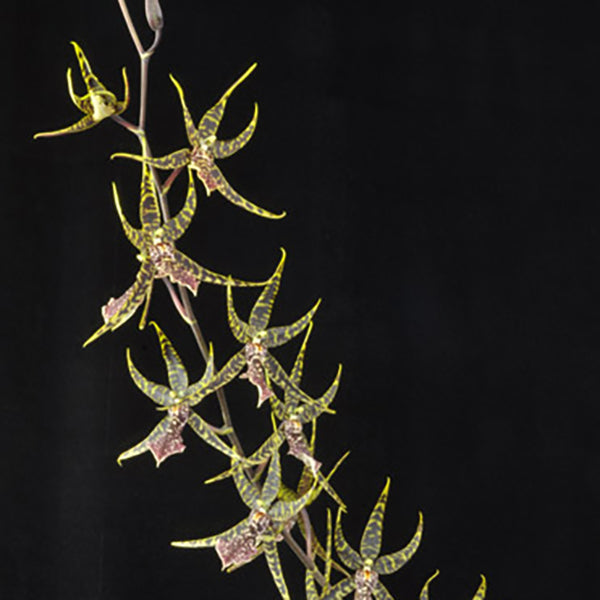 Arthurara Sea Snake 'Unforgetable'