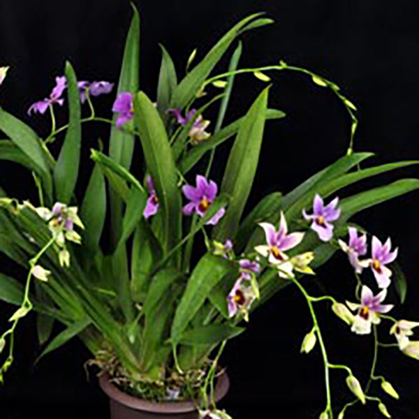 Odontonia Futuresque ‘Gloria’