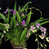 Odontonia Futuresque ‘Gloria’