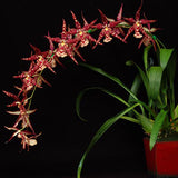Sanderara Black Star 'Pacific Red Star'
