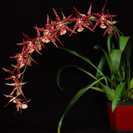 Sanderara Black Star 'Pacific Red Star'