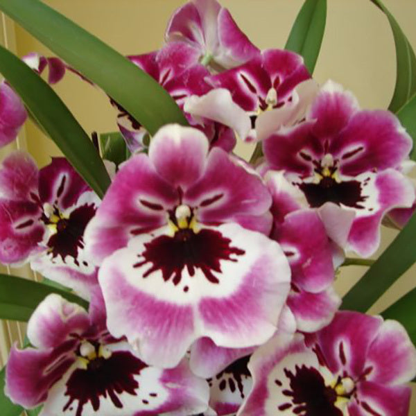 Miltoniopsis Rubenesque 'Brockton'
