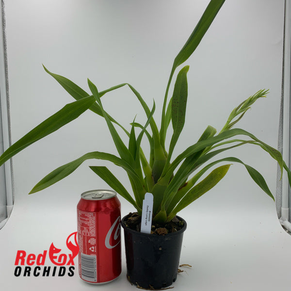Brassada Daddy Long Legs