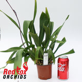 Odontocidium Sunlight 'Pesky Panther'