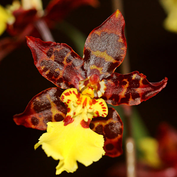 Odontocidium Sunlight 'Pesky Panther'