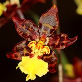 Odontocidium Sunlight 'Pesky Panther'