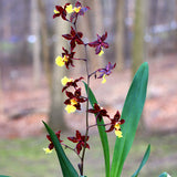 Odontocidium Sunlight 'Pesky Panther'