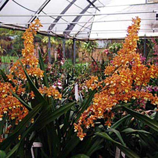 Wilsonara Pacific Passage 'Handsome'