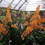Wilsonara Pacific Passage 'Handsome'