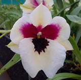 Miltoniopsis Kelly 'Bullseye'