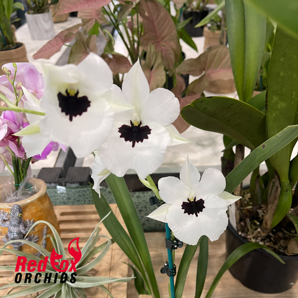 Miltoniopsis Lillian Nakamoto 'Tanto'