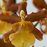Wilsonara Caramel Confections 'Sweet Brown Sugar'