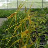 Anikaara Tower of Rex 'Mr. Green Jeans'