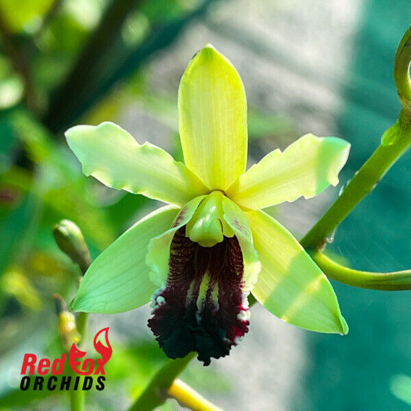 Schomburgkia humboldtii 'White Red Lip' x self