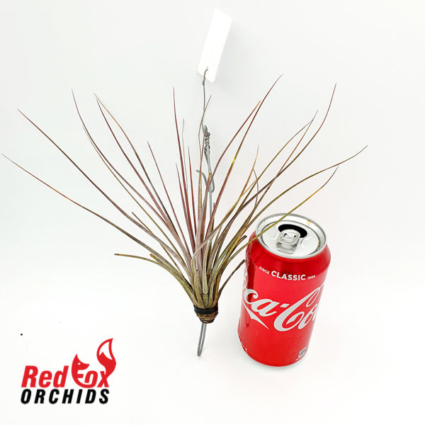 Tillandsia aff hammerii