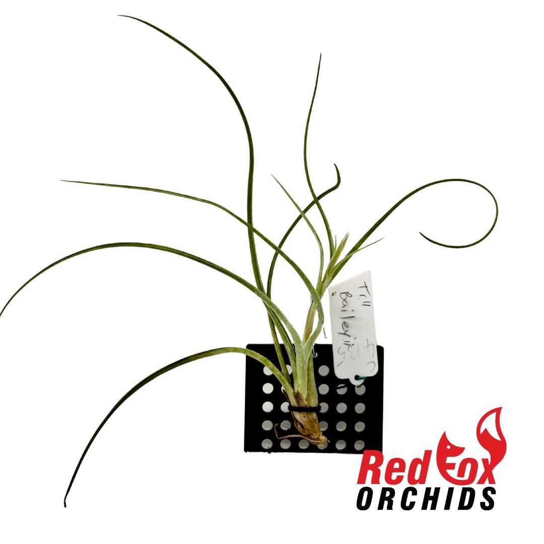 Tillandsia baileyi