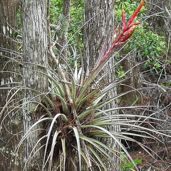 Tillandsia balbisiana