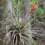 Tillandsia balbisiana