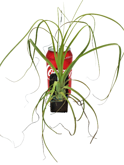 Tillandsia balbisiana