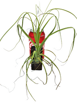 Tillandsia balbisiana