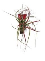 Tillandsia brachycaulos