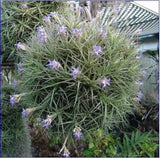 Tillandsia bergeri