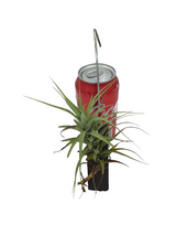 Tillandsia bergeri