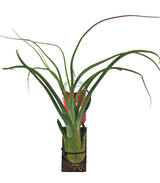 Tillandsia caputmedusa