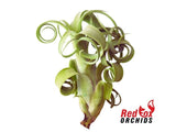 Tillandsia Curly Slim
