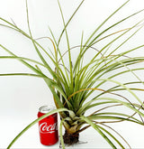 Tillandsia fasciculata estie