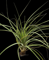 Tillandsia fasciculata estie