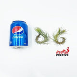 Tillandsia funckiana