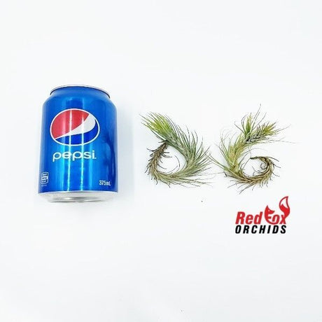 Tillandsia funckiana