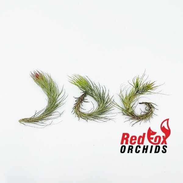 Tillandsia funckiana