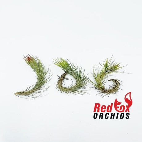 Tillandsia funckiana