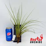 Tillandsia hammeri