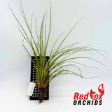 Tillandsia hammeri