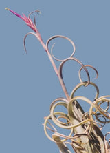 Tillandsia intermedia