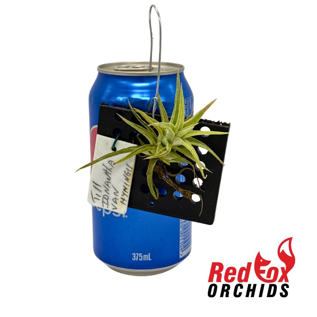 Tillandsia vanhyningii