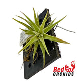 Tillandsia vanhyningii